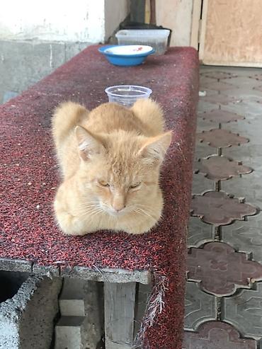 Котята разных окрасов - Окрас: рыжий, бело-черный с пятнами, серый