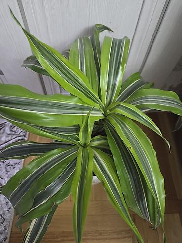 Монстеры: Монстера делициоза (Monstera deliciosa) в горшке - Эффектное — 16