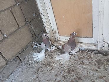 quşlar goyərcin: Morlar təzə cüt düşürlər iri lələkli kəvən quşlardır cütü 30m — 1