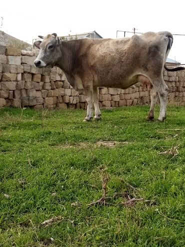 Inəklər, öküzlər: Salam südverən İNƏK. 6.7 LİTİR SÜD VERİR YAĞLI SÜDÜ VAR DİŞlİ CAVAN -da lalafo.az — 5 Inəklər, öküzlər: Salam südverən İNƏK. 6.7 LİTİR SÜD VERİR YAĞLI SÜDÜ VAR DİŞlİ CAVAN — 5