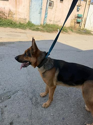 it adi: Salam 6 aylığdı erkeydi heyetde yer olmadığı üçün tecili satılır — 2