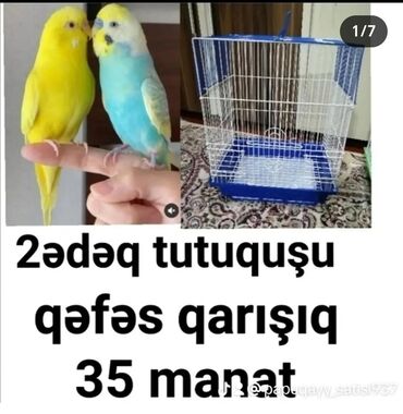 Tutuquşları: Tutuquşu təzə yemə düşmüş balalar 1ədədi 10manat cütü 20 manat qəfəs