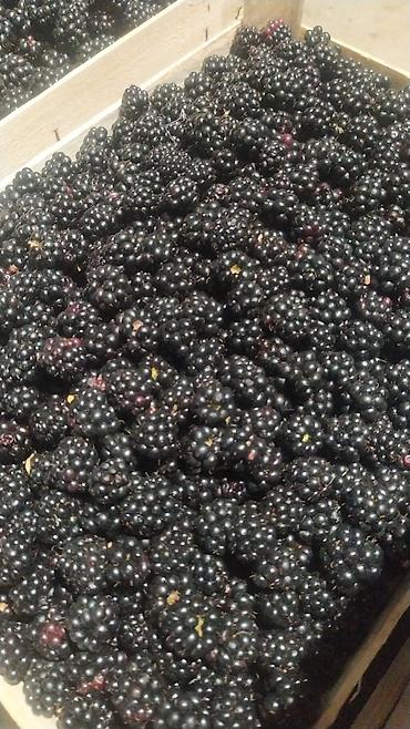 Клубника: Клубника — 15