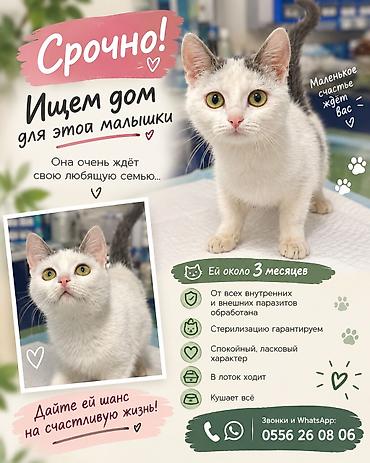Кошка даром: Беспородная, 3 месяца, Девочка