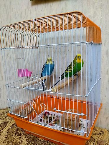 rengli quslar: Salam. Hazir cut papuqaylar satilir. 11 ayliqdilar. Tam bala vermey — 2