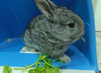 Dovşanlar: Dovsan balalari satilir — 11