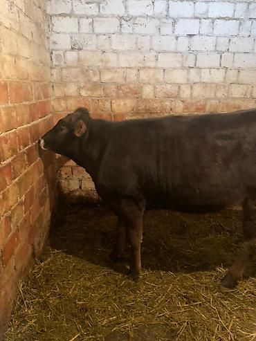 Коровы, быки: Продаю | Тёлка | Швицкая — 7