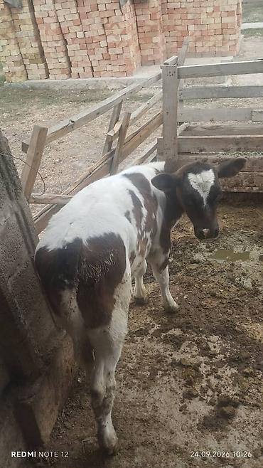 машинки для стрижки животных: Продаю | Музоо, торпок | Полукровка | На откорм — 1