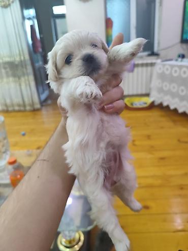 dişi pitbul: 1 ay, Dişi, Ödənişli çatdırılma — 3