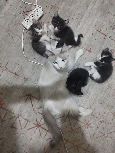 рэгдолл цена: Кошка даром: Рэгдолл, 4 месяца, Мальчик, Метис — 2