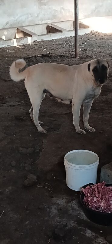 kangal satışı: Qurdbasar, 2 il, Dişi, Peyvəndli, Pulsuz çatdırılma, Rayonlara çatdırılma