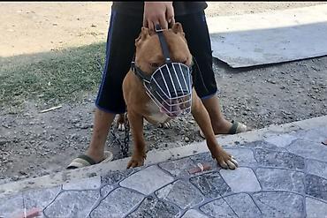 boyuk itlər: Pitbul, 1 il, Erkək, Peyvəndli, Ödənişli çatdırılma, Ünvandan götürmə — 6