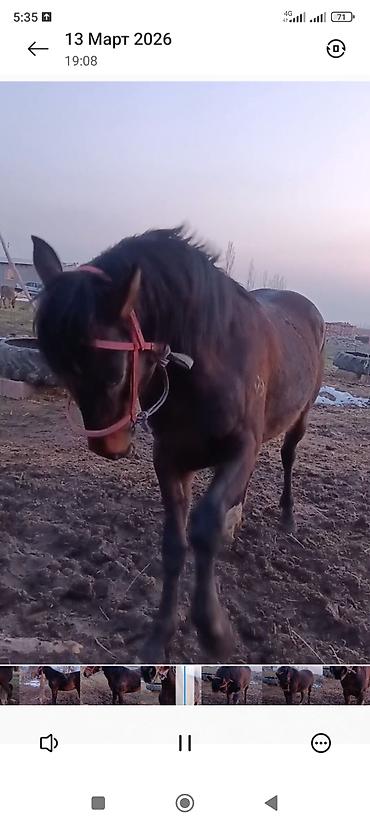 Лошади, кони: Продаю | Жеребец | Рабочий — 6