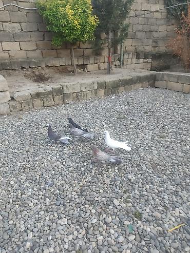 tovuz qusu satilir: Enli Quyruqlar Tək Təkdə satılır Optovoy Satılır 10 Manatdan 30 manata — 3