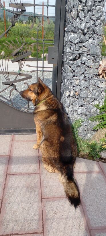 японская собака акита: Ждет подругу для вязки ( не продается !!!!) кобель метис. Можем