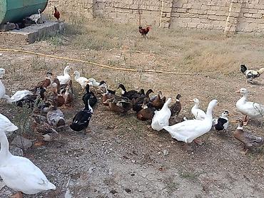 ucuz quslar: Xarkov qışqıran ördəklər.Hər qiymətə var.unvan Binəqədi kendi.Whatsapp — 3