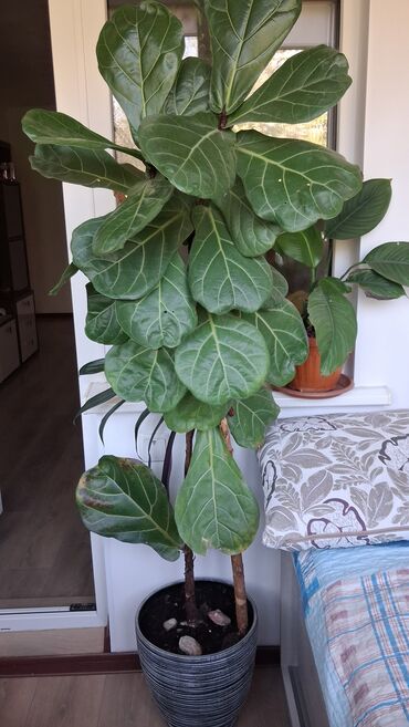 купить папоротник: Фикус лирата (Ficus lyrata), крупномер в декоративном кашпо. 140 см