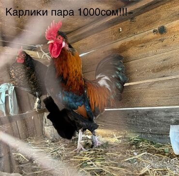 семиз кой кара балта: Карлики пара за 1000сом! Амераукана чистокровный петух за 1500сом!