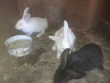 Коровы, быки: 3 dene dovsan satilir 3 birlikde 15 AZE