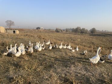 собака булдок: На продажу стадо домашних гусей. Описание: - Породы смешанные