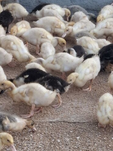 Cücələr: 110 dendi 27 gunukdu tam saglam yawilbaw ve pekin ordek balsi 3. 30 1 — 2