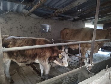 продаю музоо торпок корова самка бык самец айрширская ангус алатауская на забой для разведения на откорм племенные нетель привязанные: Продаю | Музоо, торпок | Симментальская | На откорм