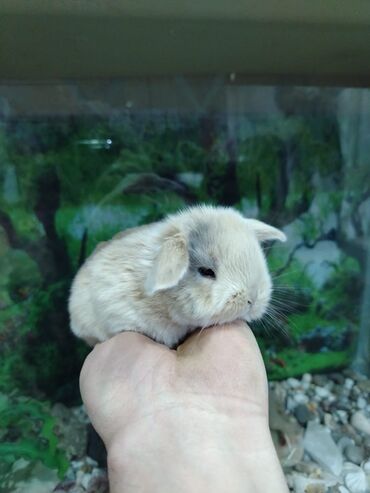 Dovşanlar: Karlik dovsan lar var satisda Vatsapda aktivdi Dovsan ayit Qefes de — 6