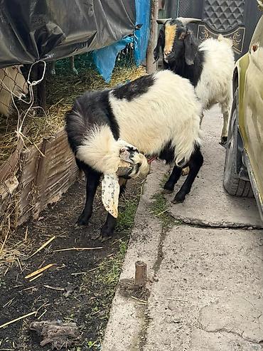 Козы, козлы: Продаю | Козёл (самец) | Полукровка | Для разведения | Осеменитель — 9