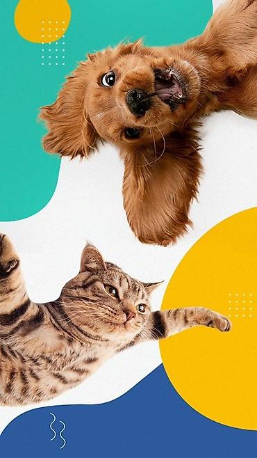 🐾 Присмотрю и погуляю с вашим питомцем! Нужно уйти по делам, учебе