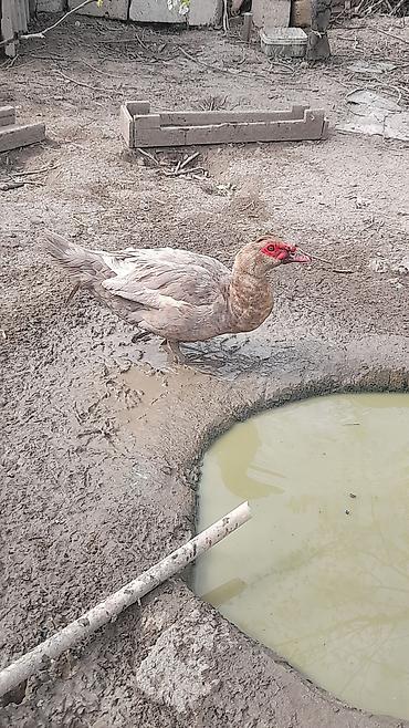 heyvanlar quslar: Şəkildəki lal ördəklər satılır 3 erkey 4 dişi Erkeylər 40 azn Dişilər — 2