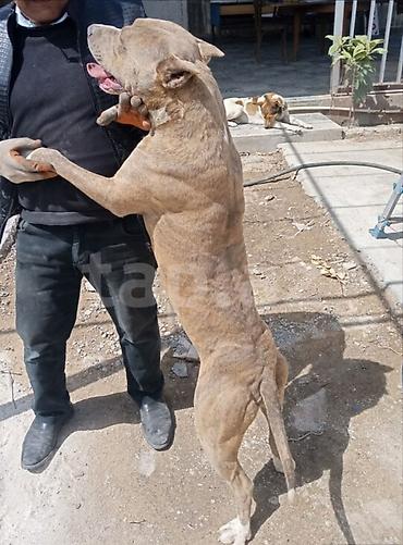 ev heyvan: Pitbul — 2