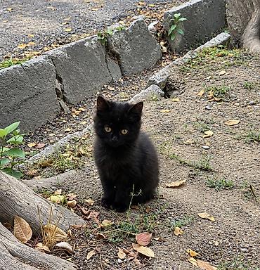 fermer kg: Два чёрных пушистика ищут любящую семью! Котятам около 3 месяцев — 1