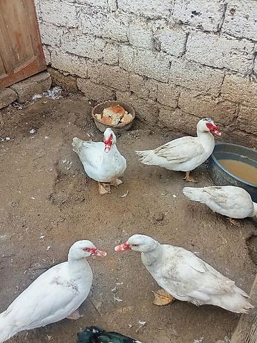 K/t heyvanları və malları: Məhsul: Ağ maskovi ördəklər (indoutka) tam saglam 7 ayliqdilar satilir — 3