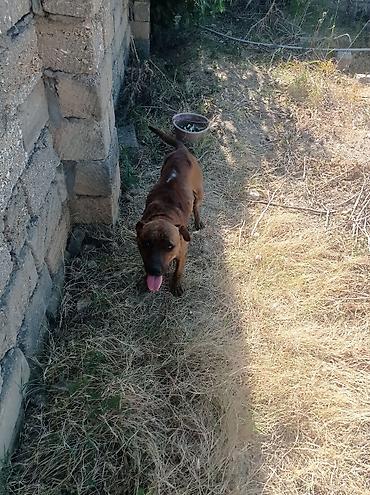 pitbul balaları: Pitbul, 2 il, Erkək, Cütləşmə üçün, Ödənişli çatdırılma, Ünvandan götürmə — 4