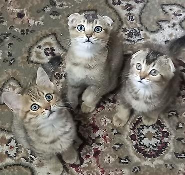Продажа кошек: Скотиш Фолд (Шотландская вислоухая), 2 месяца, Девочка, Золотая шиншилла, Приучена к лотку — 2
