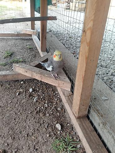 danisan tutuqusu satisi: Nimfa (Cockatiel) – boz-ağ rəngli, sarı başlı və yanaqlarında narıncı — 2