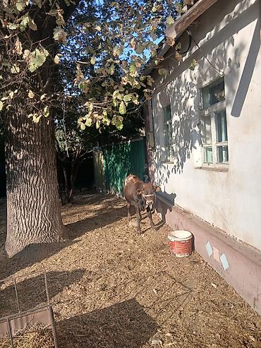 парода ала тоо: Продаю | Бык (самец) | Алатауская — 7