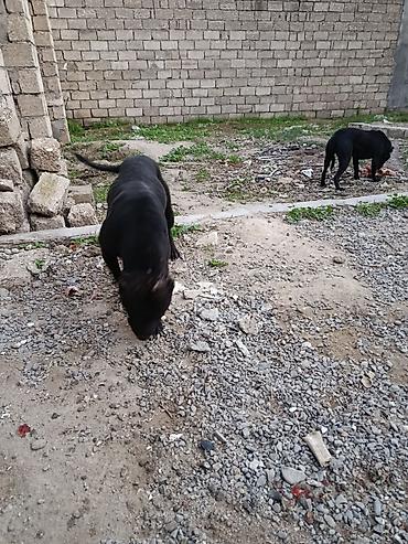 cuce ve xoruz: Pitbul, 10 ay, Erkək, Ünvandan götürmə — 2