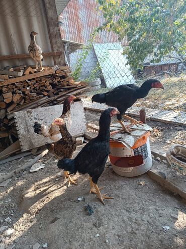 дома для кошек: Продаю | Цыплята | Бойцовая | Для разведения