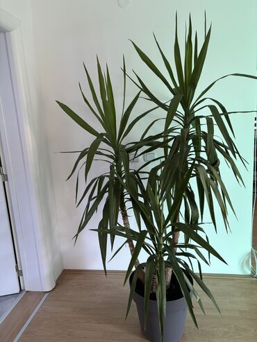 Knjige i stripovi: Dve novogodisnje zvucne knjigice za decu,jedna je 800dinara,knjigici na lalafo.rs — 5 Knjige i stripovi: Dve novogodisnje zvucne knjigice za decu,jedna je 800dinara,knjigici — 5