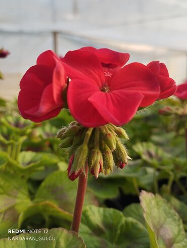 Çöl bitkiləri: Geran-ətirşah güllərinin topdan və pərakəndə satışı — 9