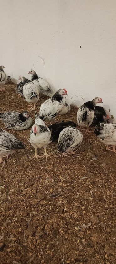 Toyuqlar: Toyuq, Broyler, Ətlik -da lalafo.az — 5 Toyuqlar: Toyuq, Broyler, Ətlik — 5