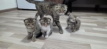 Мышыктар: Продаются котята породы Шотландская вислоухая - Окрас классический — 1