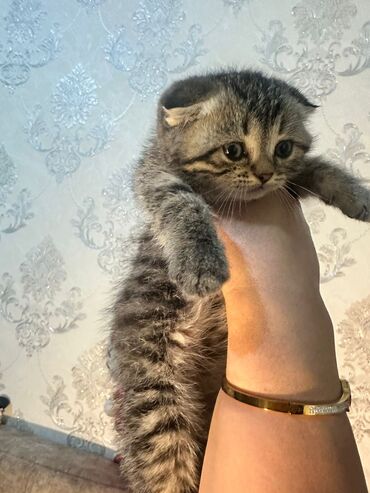 Pişiklər: Britan yastı qulaq, Erkək, Dişi, Yaxşı əllərə, Ünvandan götürmə, Pulsuz çatdırılma, Ödənişli çatdırılma — 142