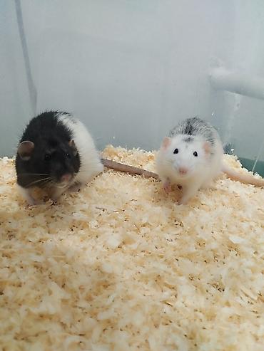 Крысы: 🐭 Дамбо Продаются два мальчика-крысы! 🖤🤍 Очень активные, ручные, милые — 1