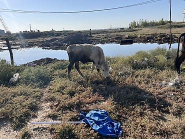 wortex su filteri: Dana, buzov, Erkək, ay: 6, 20 kq, Ətlik, Ödənişli çatdırılma — 1