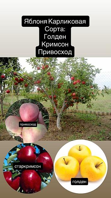 Другие декоративные деревья: Продаются плодовые все виды деревьев яблоня,персик,груша,слива итд а — 7