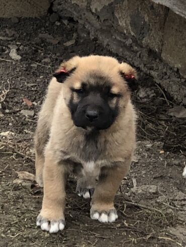 İtlər: Qurdbasar, 1 ay, Erkek — 1