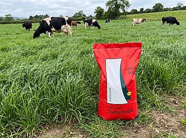 ot toxumu: Ryegrass süd otu toxumu çox kehfiyətli İtalya istehsalı sertifkatlı — 1