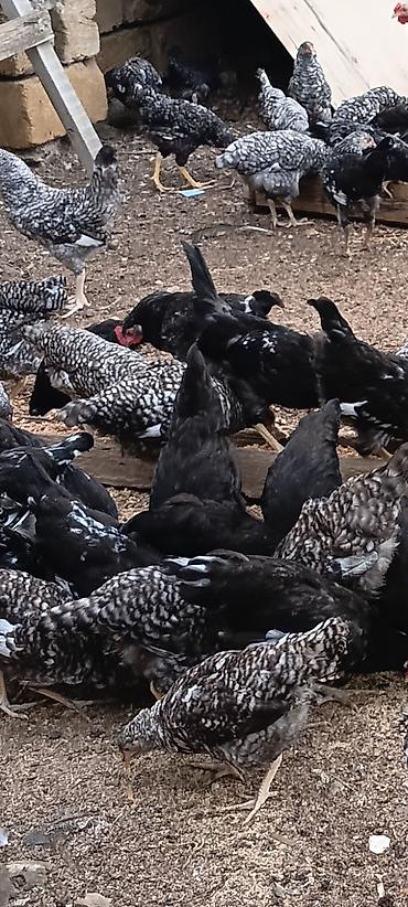 Toyuqlar satılır 12m 3 ay 20 günlükdülər. hövsan kəndi vaksin